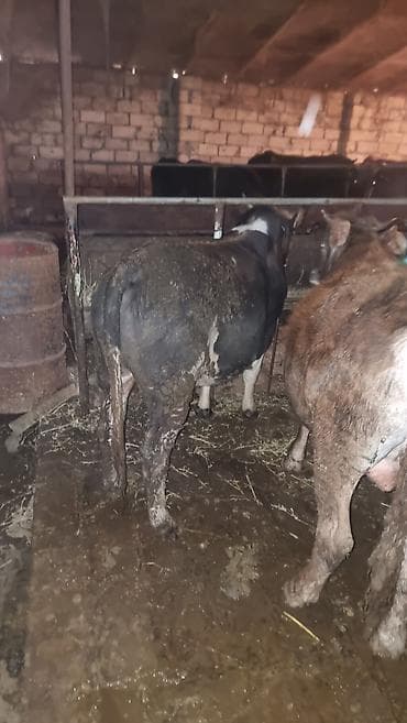 Другие с/х животные: Salam Goranboy rayonunda 5 ədəd bordag erkək dana satilir . Danalara 5 — 3