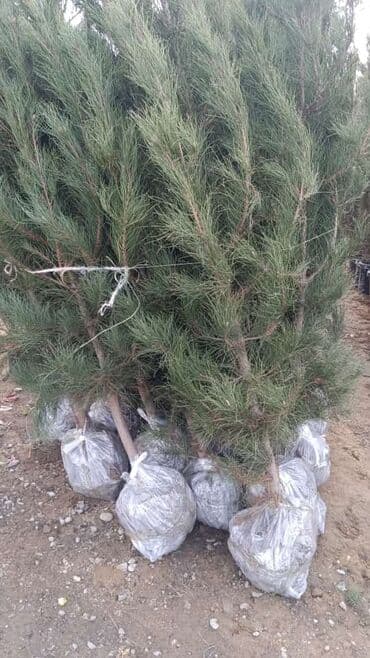 sarmaşıq qızılgul satışı: Dekarativ agaclarin satisi — 2