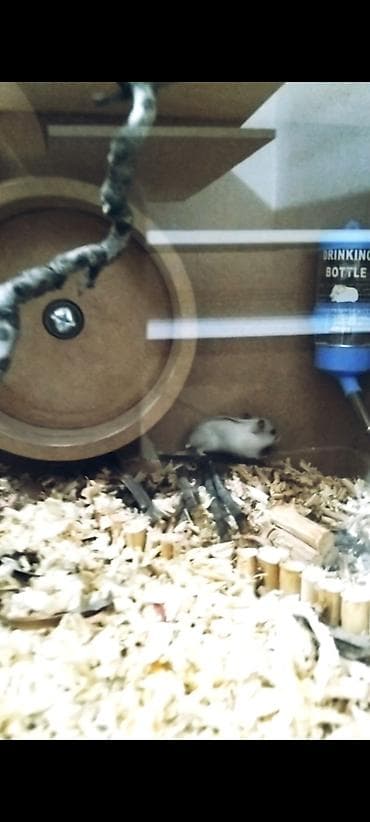 Gəmiricilər: Hamsterlər və hamster evi satılır Bütöv əl işidir. Yaxşı vəziyətdədir — 3
