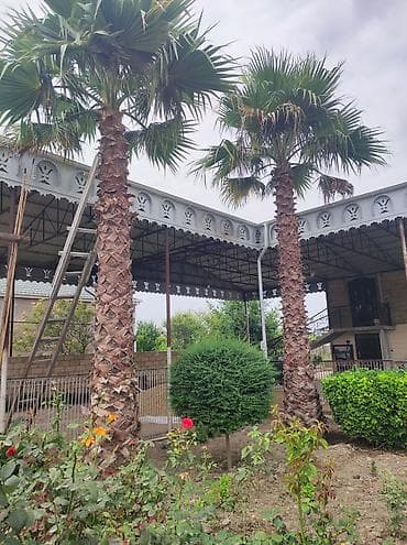 palma satisi: Palma wasinqton istənilən fəslində əkilir zəmanət verilir dərmanlanir — 7