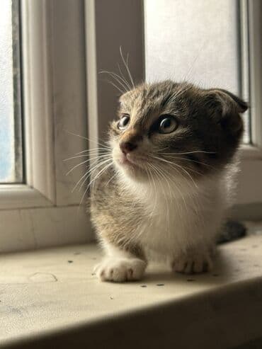 Şotland, Dişi, Yaxşı əllərə, Ödənişli çatdırılma