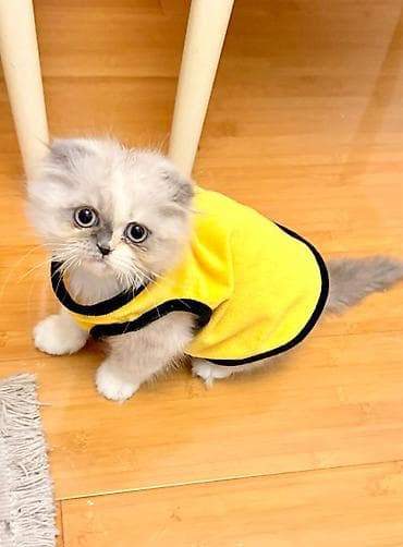 Digər heyvanlar: Məhsul: Pişik üçün sarı rəngli geyim (jilet tipli) - Rəng: Parlaq — 1