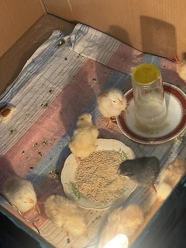 Цыплята: Куриные цыплята, Для разведения — 3