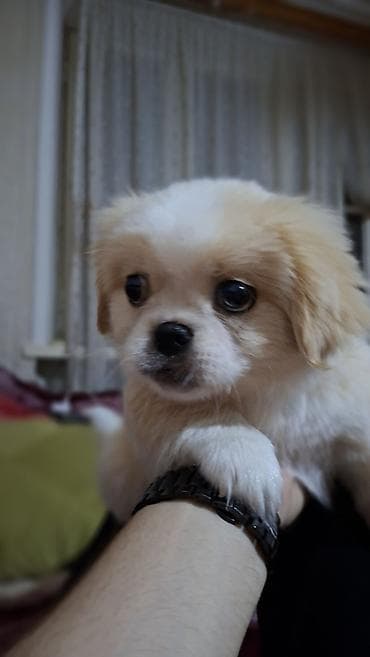 Pekines, 2 ay, Erkek, Peyvəndli