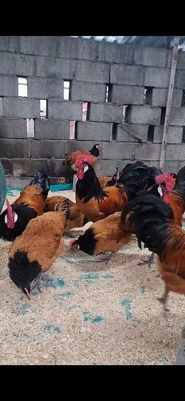 cücə və xoruz təmsil: Toyuq, Damazlıq — 1