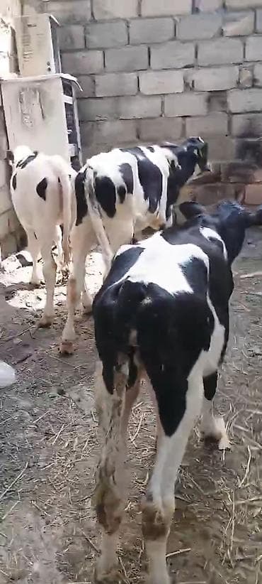 mal bazarı: Dişi, Holsteyn, Simental, il: 1, 85 kq, Ətlik, Damazlıq, Südlük — 1