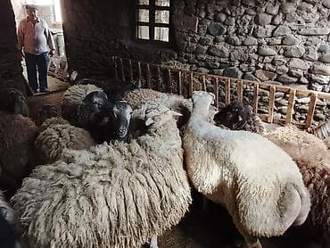 cins buzovların satışı: Gəncədə toya nişana qurbanlıq üçün hər cür quzularimiz var yaxşı — 3
