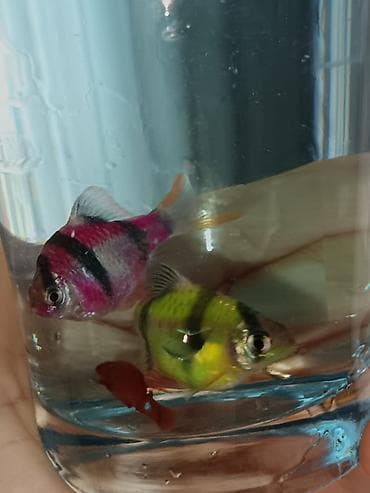 gence akvarium: Tetra balığı, Sülhsevər, Ünvandan götürmə, Pulsuz çatdırılma, Ödənişli çatdırılma — 1
