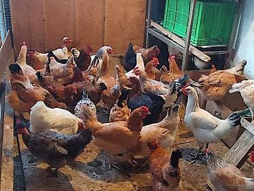 Digər heyvanlar: Toyuq, Damazlıq — 3