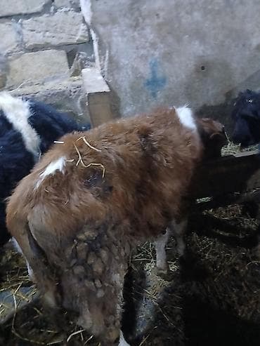 Asia: Erkek Dana isdeyenler real aliciya endirm var - Cins: yerli qarışıq — 2