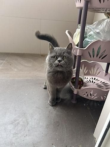 Quşlar: Britan, Dişi, Yaxşı əllərə, Ünvandan götürmə, Pulsuz çatdırılma — 3