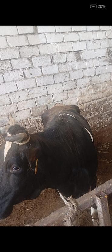 i̇nekler: Salam aleykum isdyen olsa elaqe saxlasin — 1