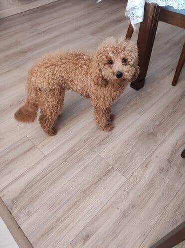 отдам собаку в хорошие руки: Пудель, 1 год, Самец, С прививками, Бесплатная доставка — 1