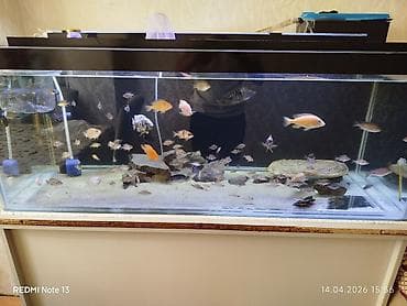 lalafo itlerin satisi: Butun ne görursuz hamıs satılır zeng edin. bundan elava nömren Watsab — 4