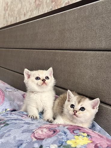 pişim: Şotland, Erkək, Ünvandan götürmə, Pulsuz çatdırılma — 4
