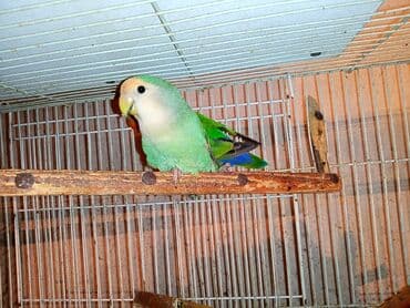 tuk tuk mmc: Nerazlucnik fişer ayrilmazlar maskvıy deyillər cütdu satılır hazır — 5