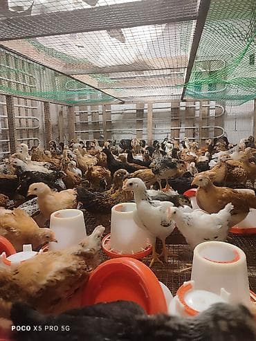 Toyuq cücələri, Ətlik