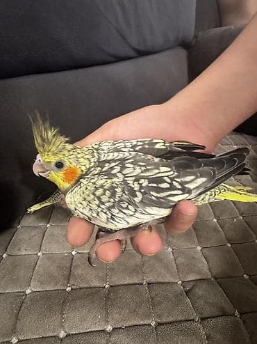 ev itlerinin satisi: Korella aılesı satılır.Ata ana 4 bala.Balalardan bırı — 3