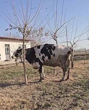 Satilir 4 cu qarna bogazdi qarninda balasi 5 ayliqdi