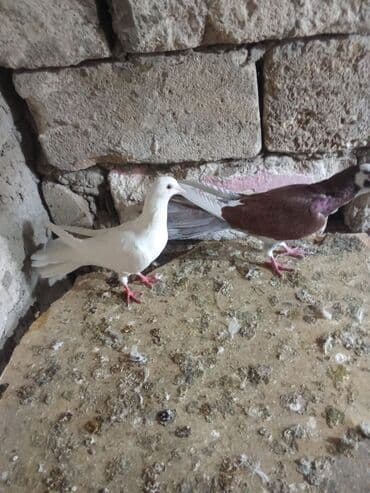 ördək yumurtası satışı: Tam sağlam heyvanlardi tutulmalardi — 5