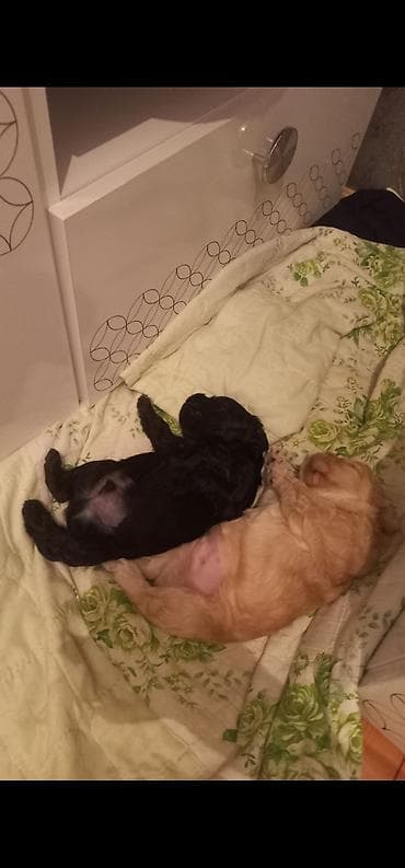 pudel balasi: Pudel — 2