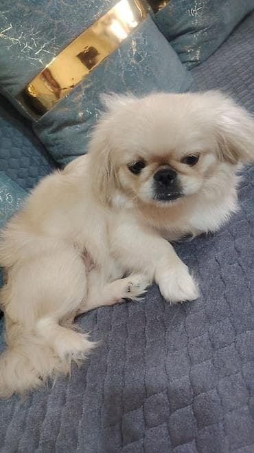 heyvan satışı: Pekines, 8 ay, Dişi, Ödənişli çatdırılma — 2