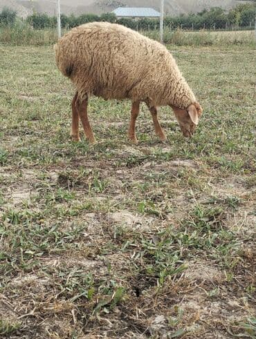 cins ineklerin satisi: Erkək toğlular satılır .razılaşma yolu var — 4