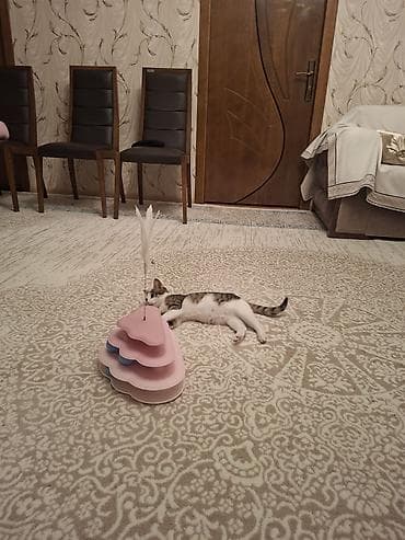 anqora pişiklər: Tabbi, Dişi, Yaxşı əllərə, Pulsuz çatdırılma — 8