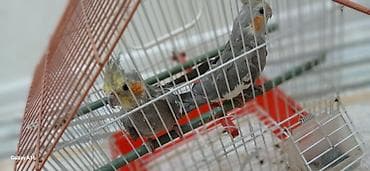 quş üçün qəfəs: Tutuquşu (korella) cutlukdu hamsi bir yerde 40m (qefes daxil — 2