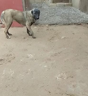 Quşlar: Peyvəndli — 3