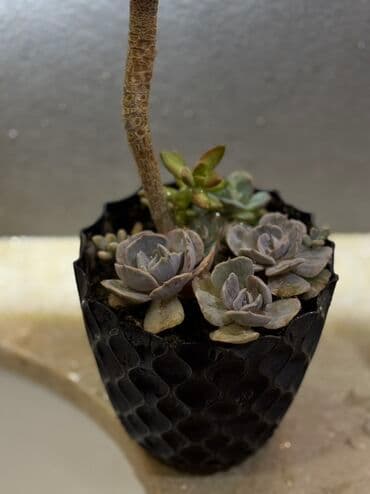 Qida məhsulları: Суккулент в горшке. Антуриум, Эхеверия и Седум. Sukulent qabda — 3