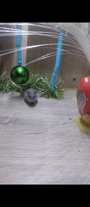 akvarium lampa: Məhsul: Dekorativ işıqlı akvarium/teraryum vitrin-kabinəsi Təsvir: - — 5