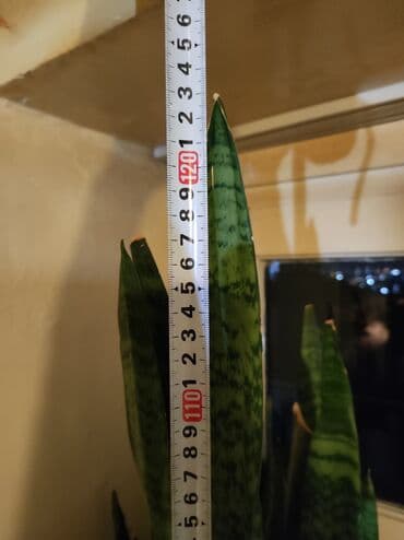 ağ kala: Sansevieriya bitkisi, həm də “İlan Bitkisi” olaraq bilinən, müxtəlif — 3