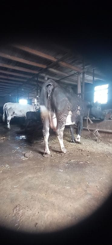 heyvalar: Süd yönümlü inək qara-ağ rəngli, buynuzlu - Sağım üçün iri və dolğun — 3