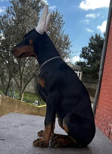 avcarka balaları: Doberman, 3 ay, Dişi, Peyvəndli — 2