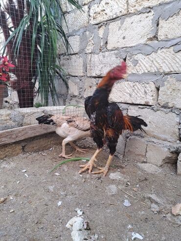 kent toyuq: Toyuq, Damazlıq, Ünvandan götürmə — 2