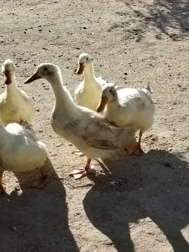 ördək neçə günə bala çıxarır: Sadəcə ağlar ördəkkər satılır 6 aylıqdır — 11