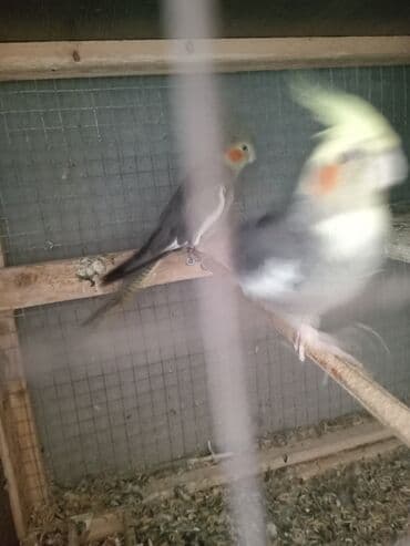 qiz it adlari: Korellla papuqayları cütdülər sarıbaş ərkeydi boz dişidi tam sağlam — 5