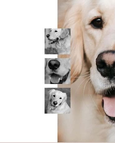 Retriever, Dişi