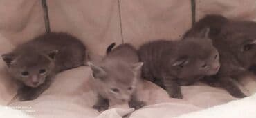 xaski it satisi: Britan, Erkək, Dişi — 8