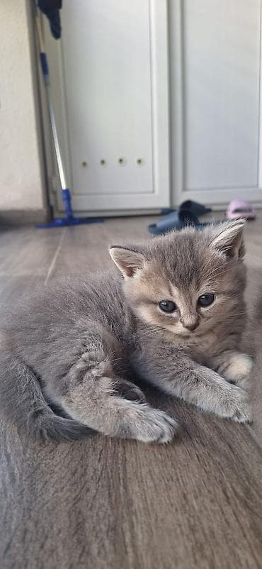 шиншилла кошка: Шиншилла — 8