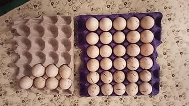 Lal ördək yumtası tam mayalı Erkeylərin Bir Temiz qan lavanda Obiri