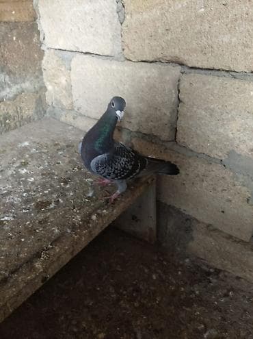 Птицы: Biri mayadı biri erkeydi,biri 10 manat — 2