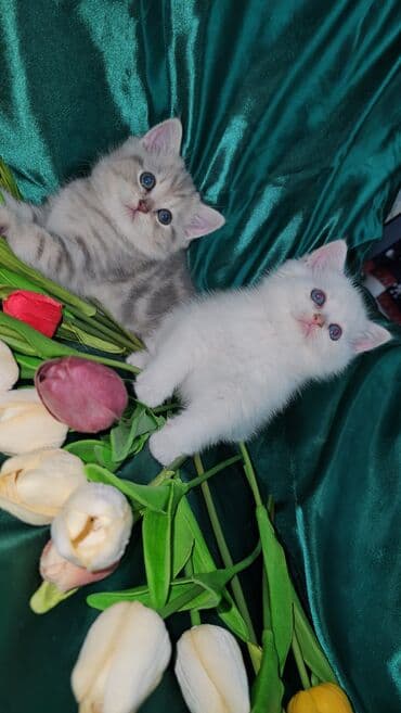 sari pisik: Şotland, Erkək, Dişi, Ünvandan götürmə — 5