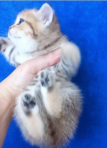 Qızıl şinşilla, Erkək, Yaxşı əllərə, Ünvandan götürmə — 2