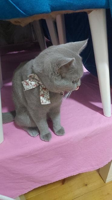 it balalari satilir: Şotland, Erkək, Yaxşı əllərə, Ünvandan götürmə, Ödənişli çatdırılma — 1