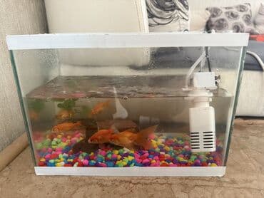 Akvariumlar: Dördbucaq akvarium, Balıqlarla birlikdə, 32 l, Ödənişli çatdırılma, Ünvandan götürmə