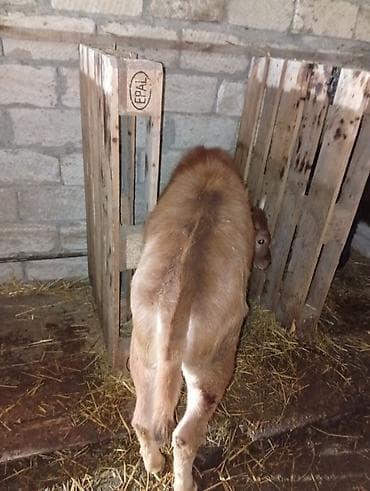 Птицы: Salam aleykum dishi danalardır qara alalar İvanovka di qırmızı sharol — 8