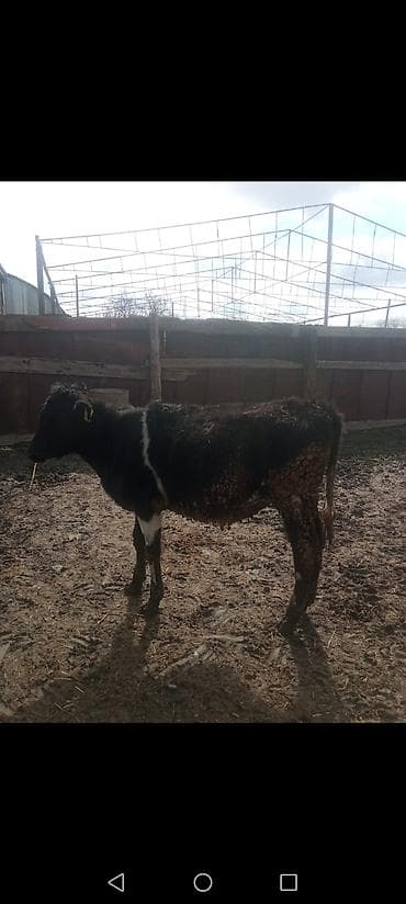 Бараны, овцы: Satılır: qara-ağ rəngdə dana - Növlər: yerli qarışıq cins, qara fon — 2