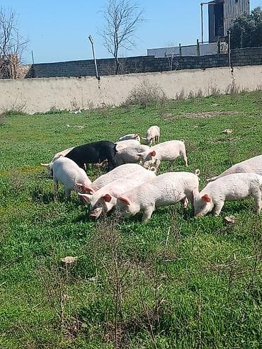 qurban qoyun sekilleri: Otlaqda gəzən çəhrayı və qara rəngli donuzlar. Müxtəlif ölçülərdə olan — 2